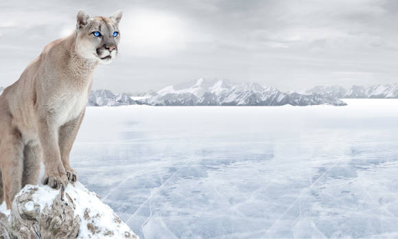 Winterlandschaft mit Puma 