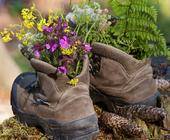 In Bergschuhen wachsen Blumen