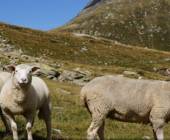 Schafe auf der Wiese 