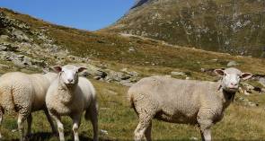 Schafe auf der Wiese  