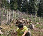 Mann pflanzt Baum