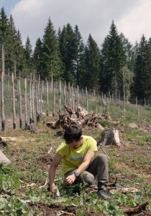 Mann pflanzt Baum 