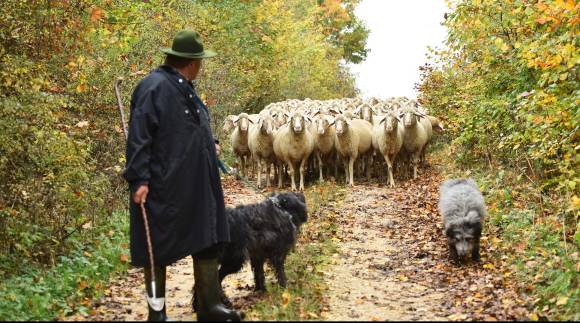 Schäfer und Schafe 