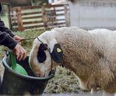 Schaf bei der Fütterung