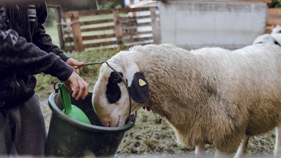 Schaf bei der Fütterung 