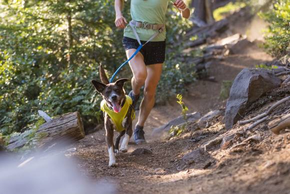 Hund und Läufer im Wald 