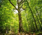Der Naturbonus ist ein Förderprogramm von Globetrotter, das Natur- und Umweltschutzprojekte in Deutschland unterstützt.