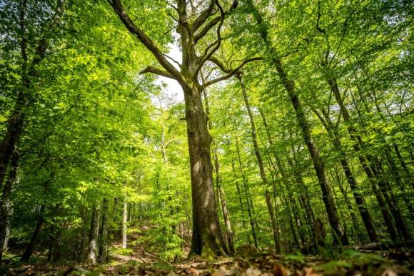 Der Naturbonus ist ein Förderprogramm von Globetrotter, das Natur- und Umweltschutzprojekte in Deutschland unterstützt. 