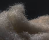 Mit dem Altag Fibre Club sollen Fasern aus landwirtschaftlichen Abfällen schneller zur Marktreife gebracht werden.